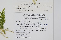 全緣卷柏藏品圖，第2張