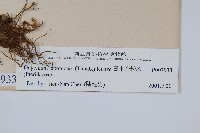 日本金粉蕨藏品圖，第1張