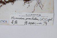 星蕨藏品圖，第2張