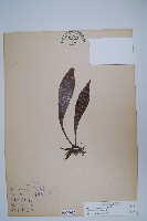 臺灣車前蕨藏品圖，第1張