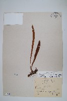 柳葉劍蕨藏品圖，第1張