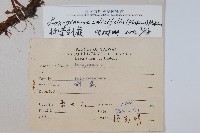 柳葉劍蕨藏品圖，第2張