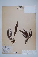 臺灣車前蕨藏品圖，第1張