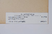 臺灣車前蕨藏品圖，第2張