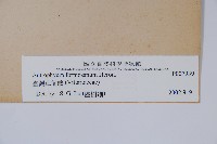 臺灣車前蕨藏品圖，第2張