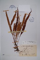 粵瓦葦藏品圖，第1張