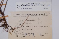 粵瓦葦藏品圖，第2張