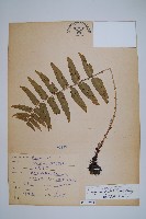 史氏鱗毛蕨藏品圖，第1張