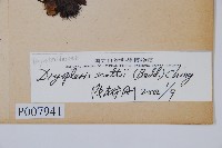 史氏鱗毛蕨藏品圖，第2張