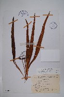 麟瓦葦、川上氏瓦葦藏品圖，第1張