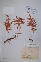 阿里山水龍骨藏品圖，第1張