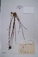 垂葉書帶蕨藏品圖，第1張