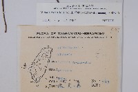 垂葉書帶蕨藏品圖，第2張