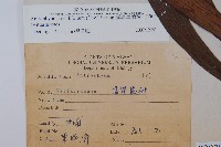 蘭嶼車前蕨藏品圖，第2張