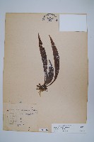 臺灣車前蕨藏品圖，第1張