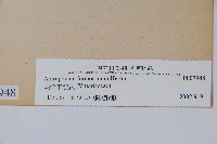 臺灣車前蕨藏品圖，第2張