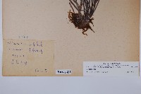 姬書帶蕨藏品圖，第2張