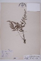 粉葉蕨藏品圖，第1張