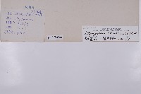 粉葉蕨藏品圖，第2張