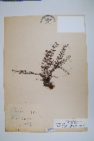 細葉碎米蕨藏品圖，第1張