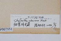 細葉碎米蕨藏品圖，第2張