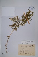 全緣卷柏藏品圖，第1張