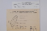 全緣卷柏藏品圖，第2張