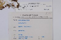 疏葉卷柏藏品圖，第2張