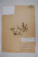 全緣卷柏藏品圖，第1張