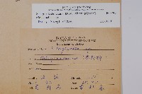 全緣卷柏藏品圖，第2張