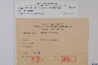 全緣卷柏藏品圖，第2張