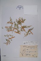 玉山卷柏藏品圖，第1張