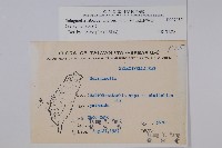 玉山卷柏藏品圖，第2張