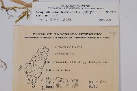 全緣卷柏藏品圖，第2張