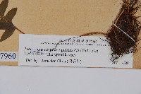 翅軸假金星蕨、短柄卵果蕨藏品圖，第2張