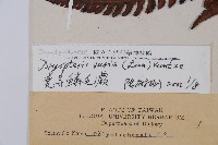 南海鱗毛蕨藏品圖，第2張