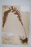 翅軸假金星蕨、短柄卵果蕨藏品圖，第1張