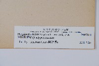 翅軸假金星蕨、短柄卵果蕨藏品圖，第2張