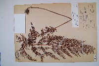 烏蕨藏品圖，第1張