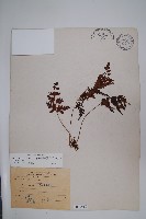 闊片烏蕨藏品圖，第1張