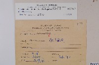 闊片烏蕨藏品圖，第2張