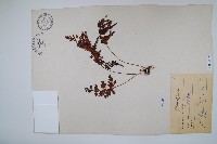 闊片烏蕨藏品圖，第3張