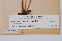 烏蕨藏品圖，第2張