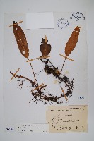 石葦藏品圖，第1張