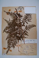 粗毛金星蕨藏品圖，第1張