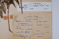 粗毛金星蕨藏品圖，第2張