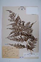 粗毛金星蕨藏品圖，第1張