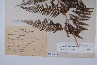 粗毛金星蕨藏品圖，第2張