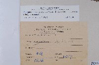 粗毛金星蕨藏品圖，第2張