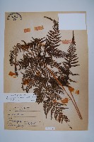 粗毛金星蕨藏品圖，第1張